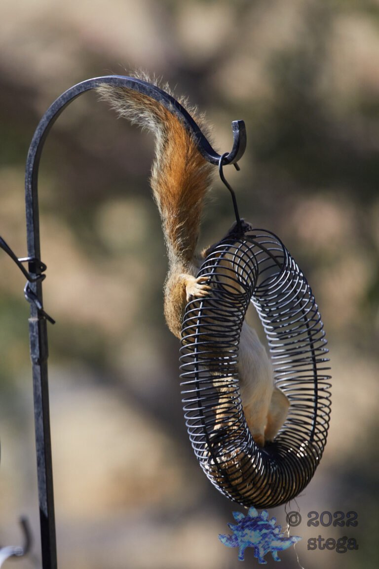 Fox Squirrel