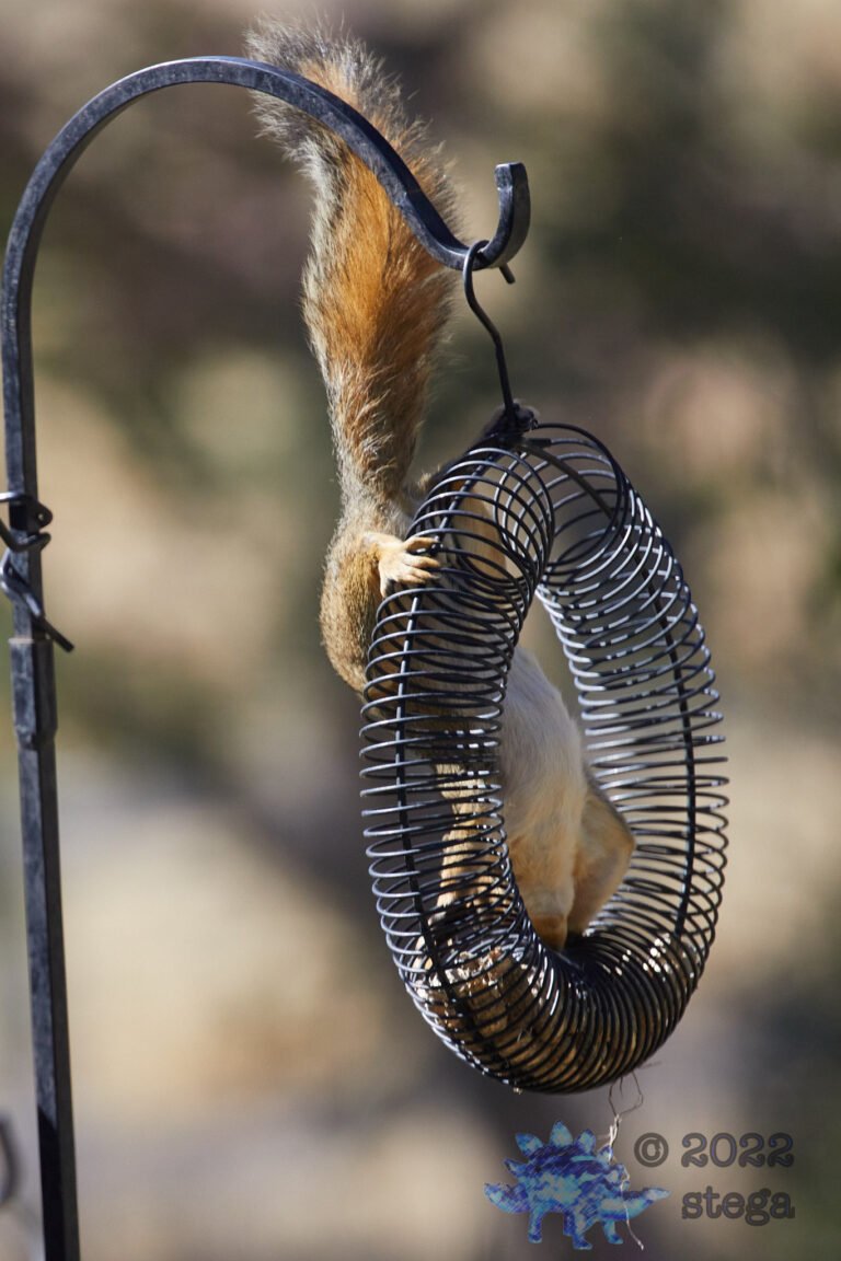 Fox Squirrel