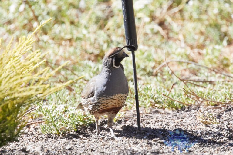 California Quail