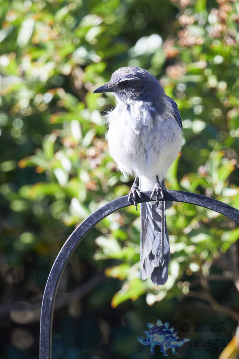 California Scrub Jay