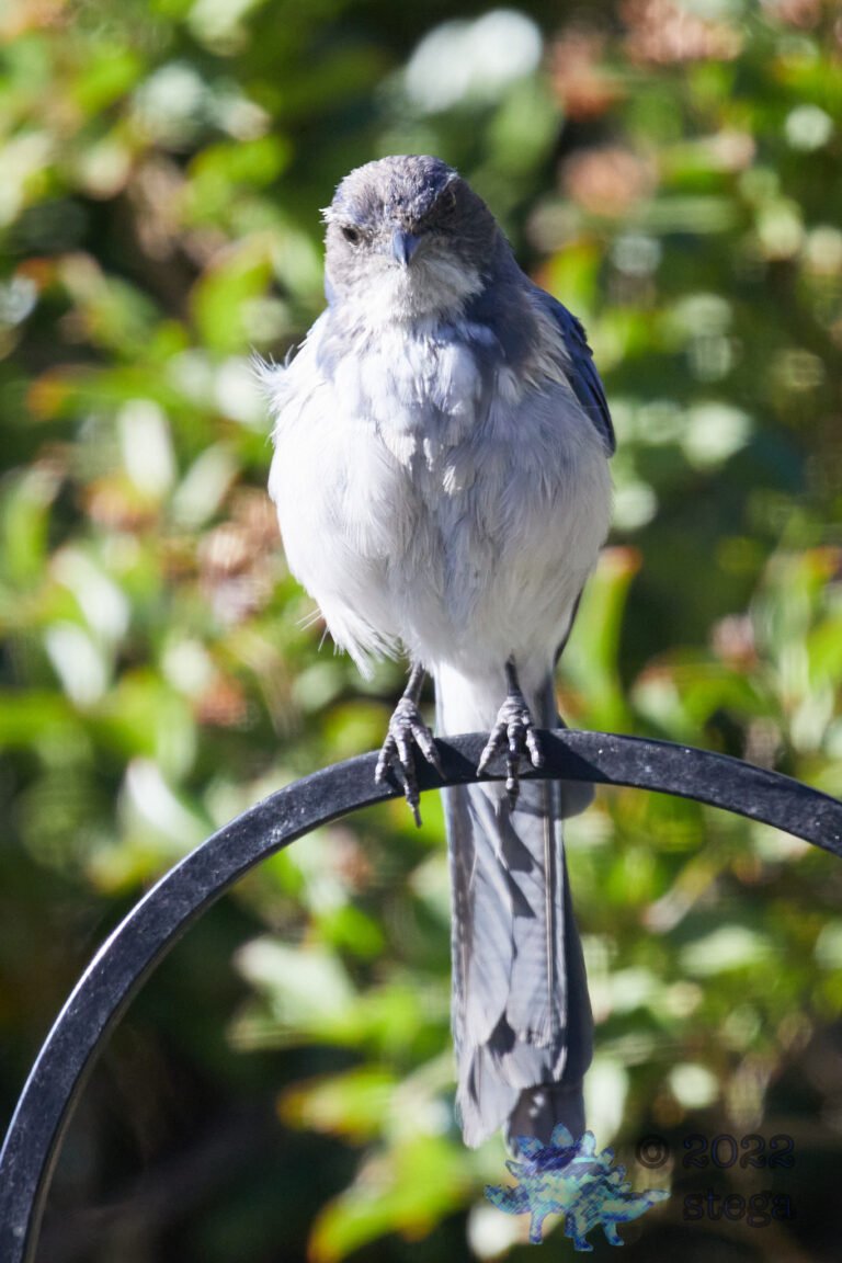 California Scrub Jay