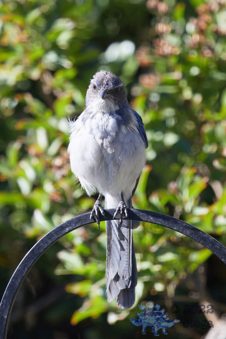 California Scrub Jay