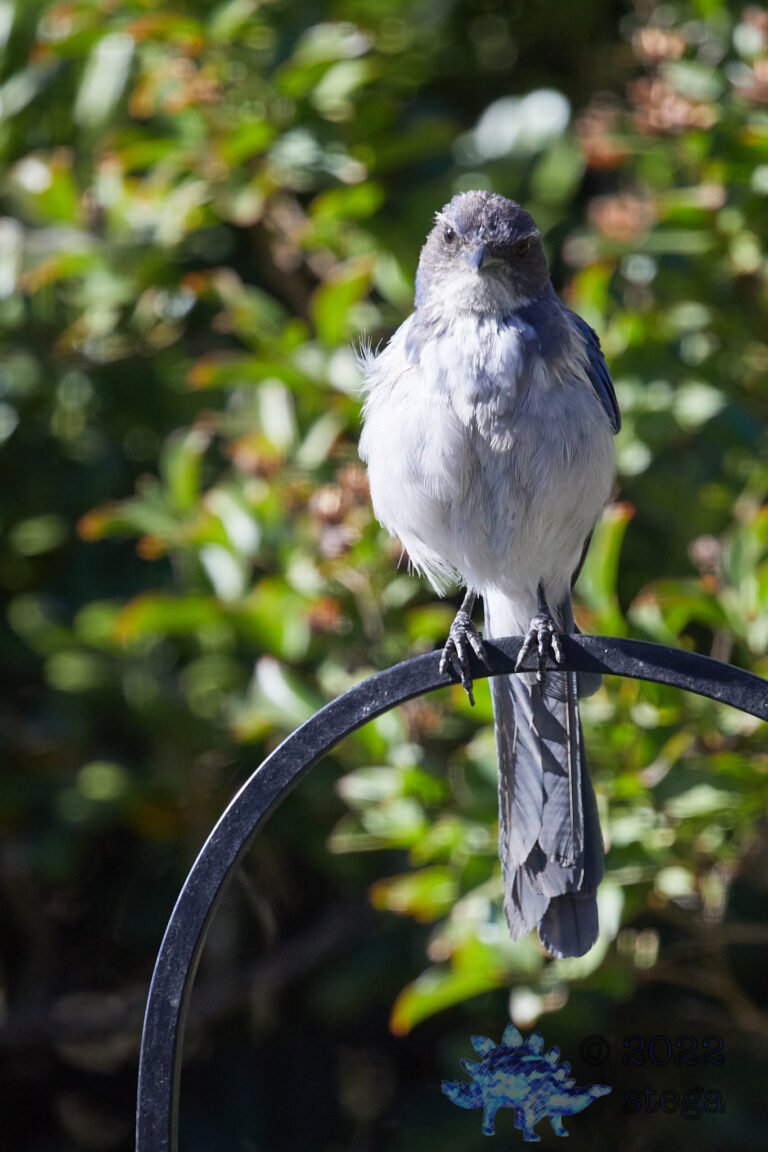 California Scrub Jay
