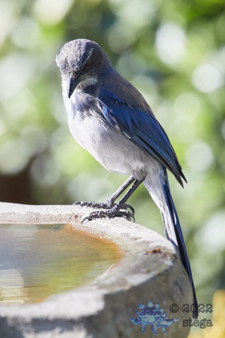 California Scrub Jay