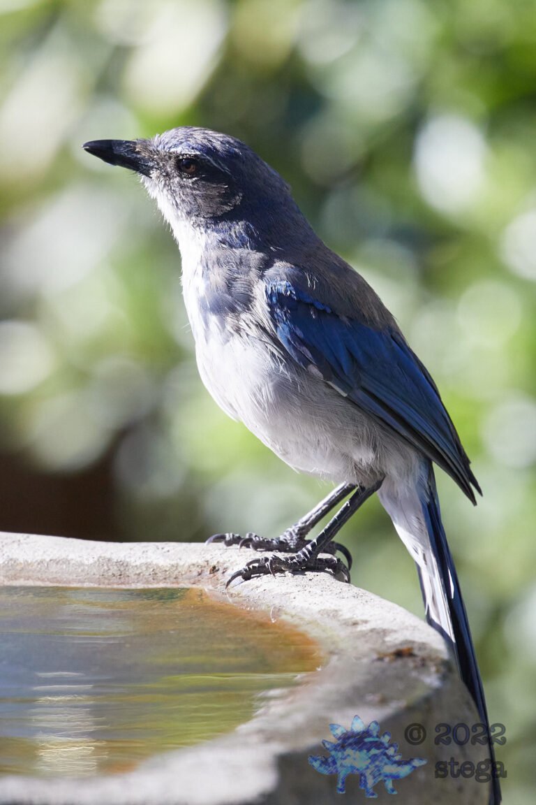 California Scrub Jay