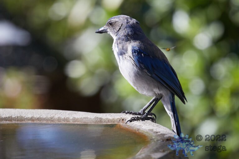California Scrub Jay