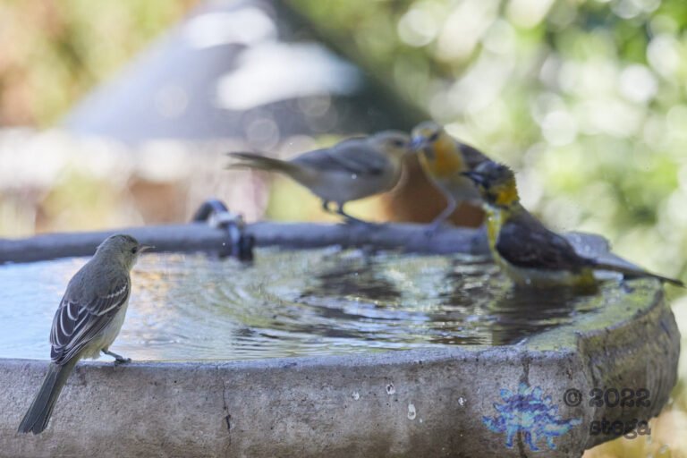 Orioles at the Bath