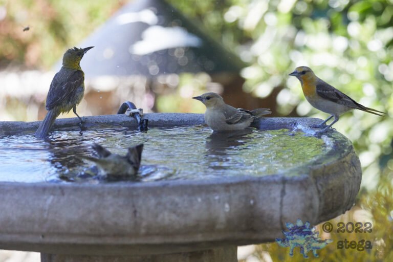 Orioles at the Bath