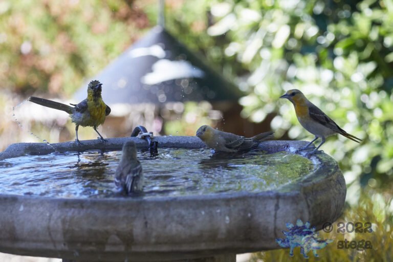 Orioles at the Bath