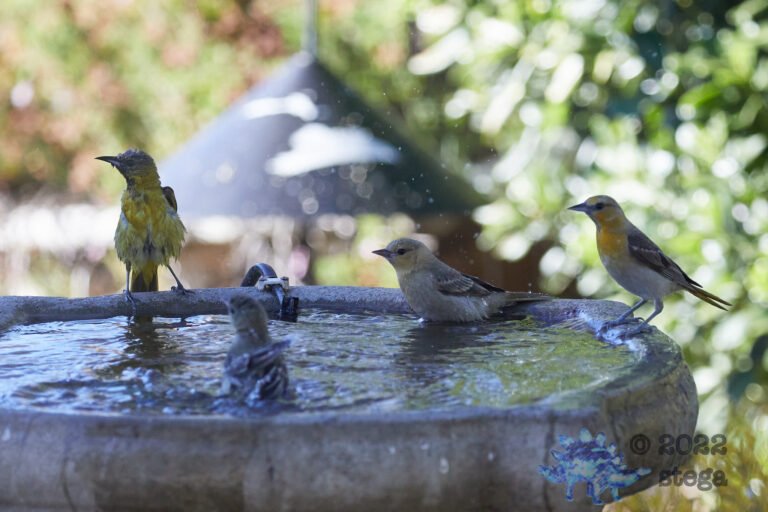 Orioles at the Bath