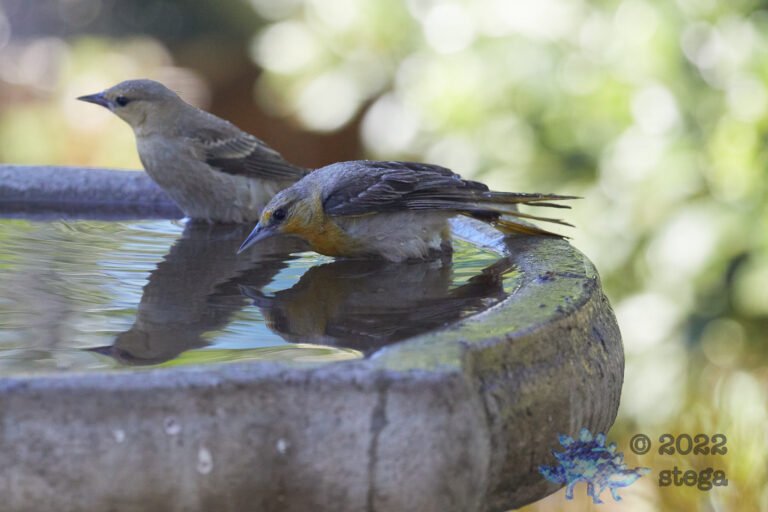 Bullock’s Oriole