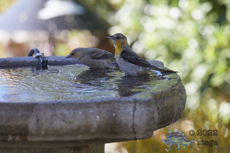 Bullock’s Oriole