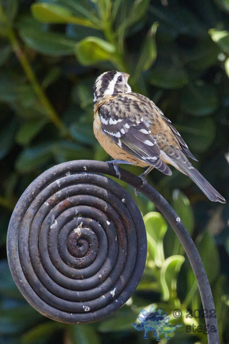 Black-Headed Grosbeak