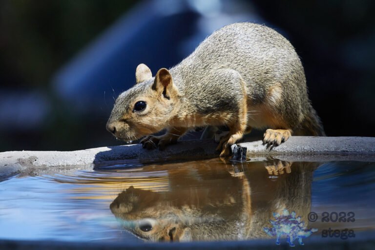 Fox Squirrel