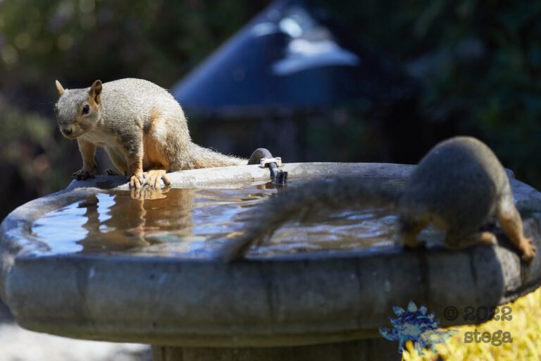 Fox Squirrels