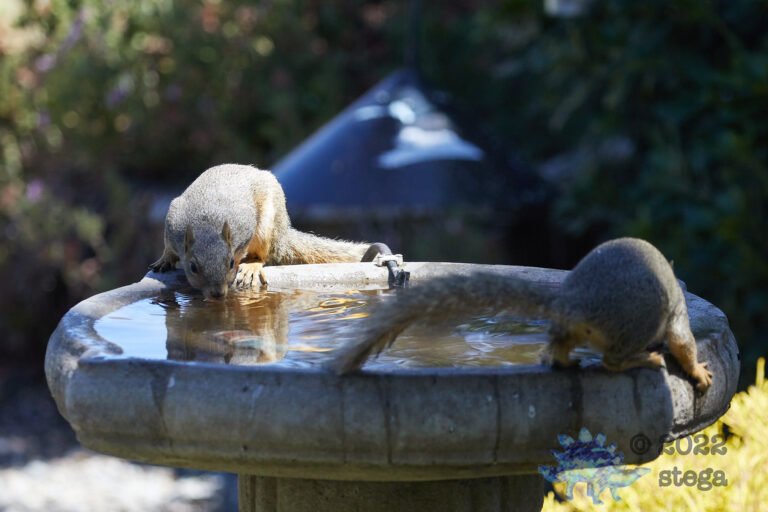 Fox Squirrels