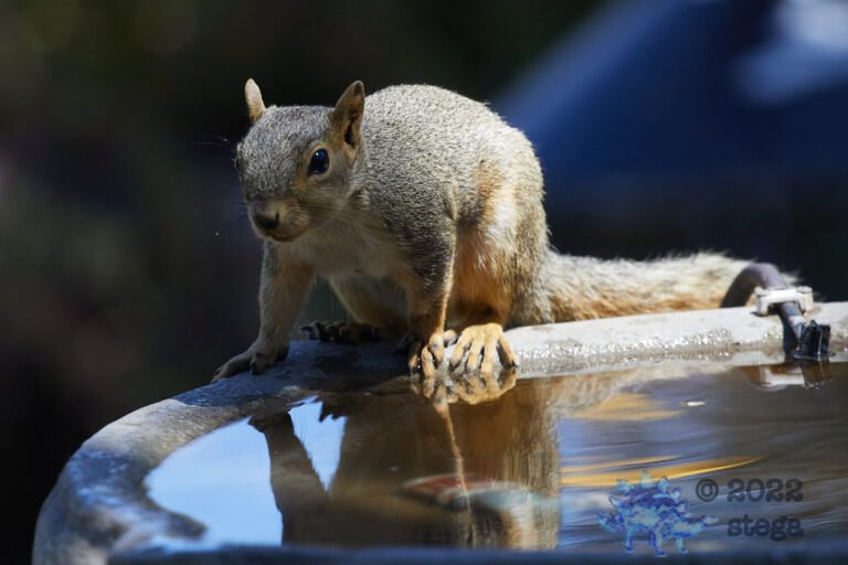 Fox Squirrel