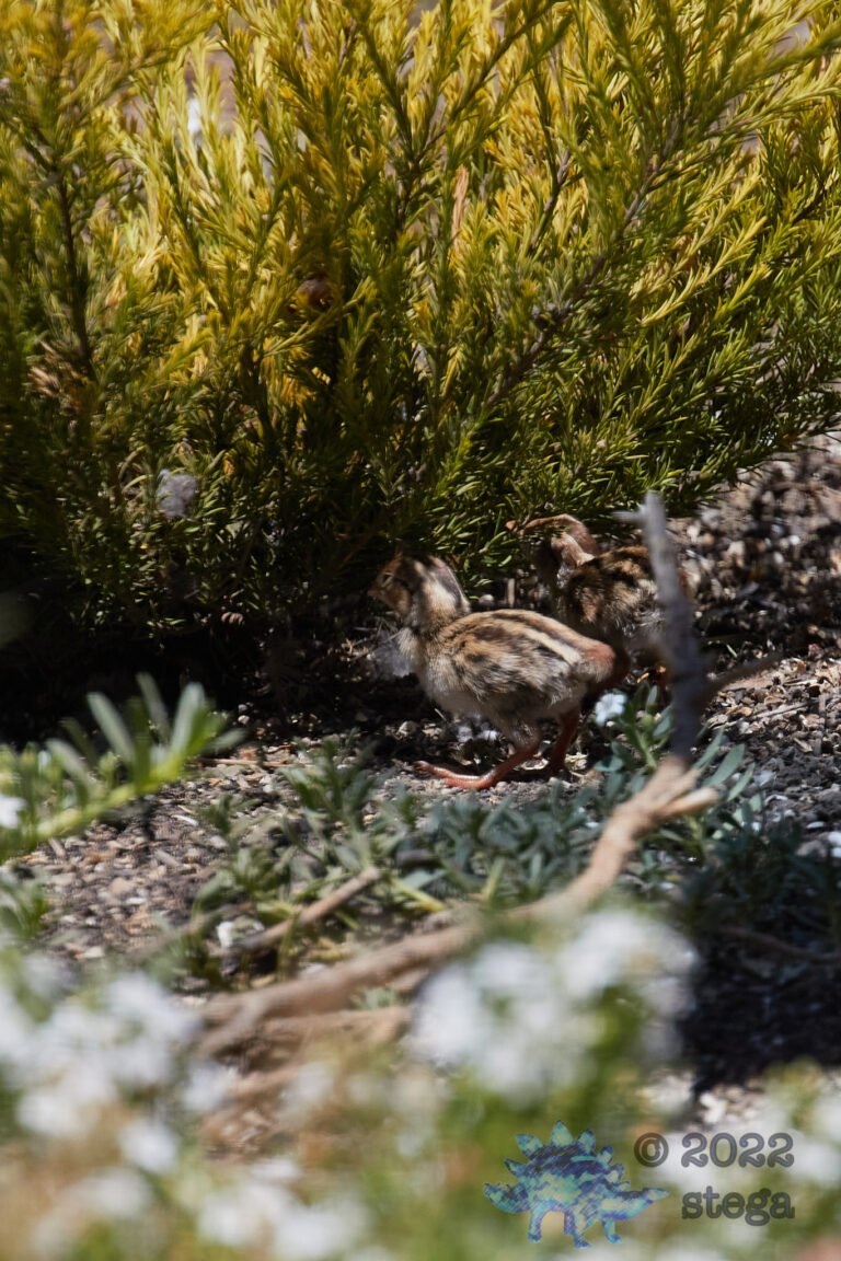 California Quail Chick