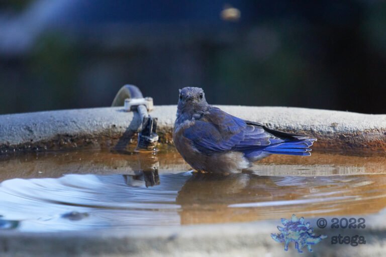 Western Bluebird