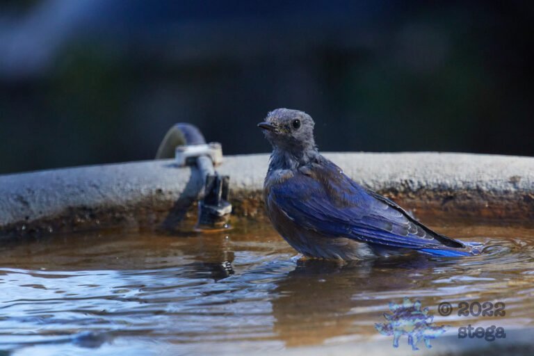 Western Bluebird
