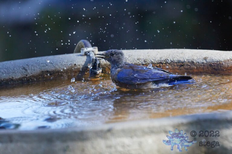Western Bluebird