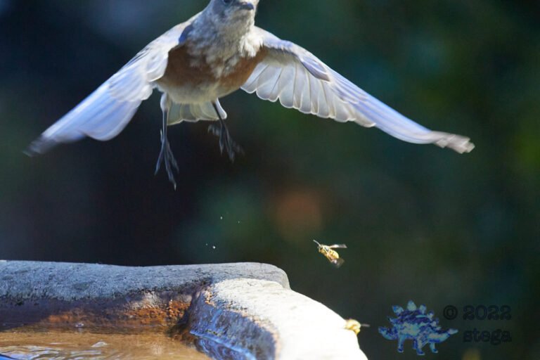 Western Bluebird and Bee