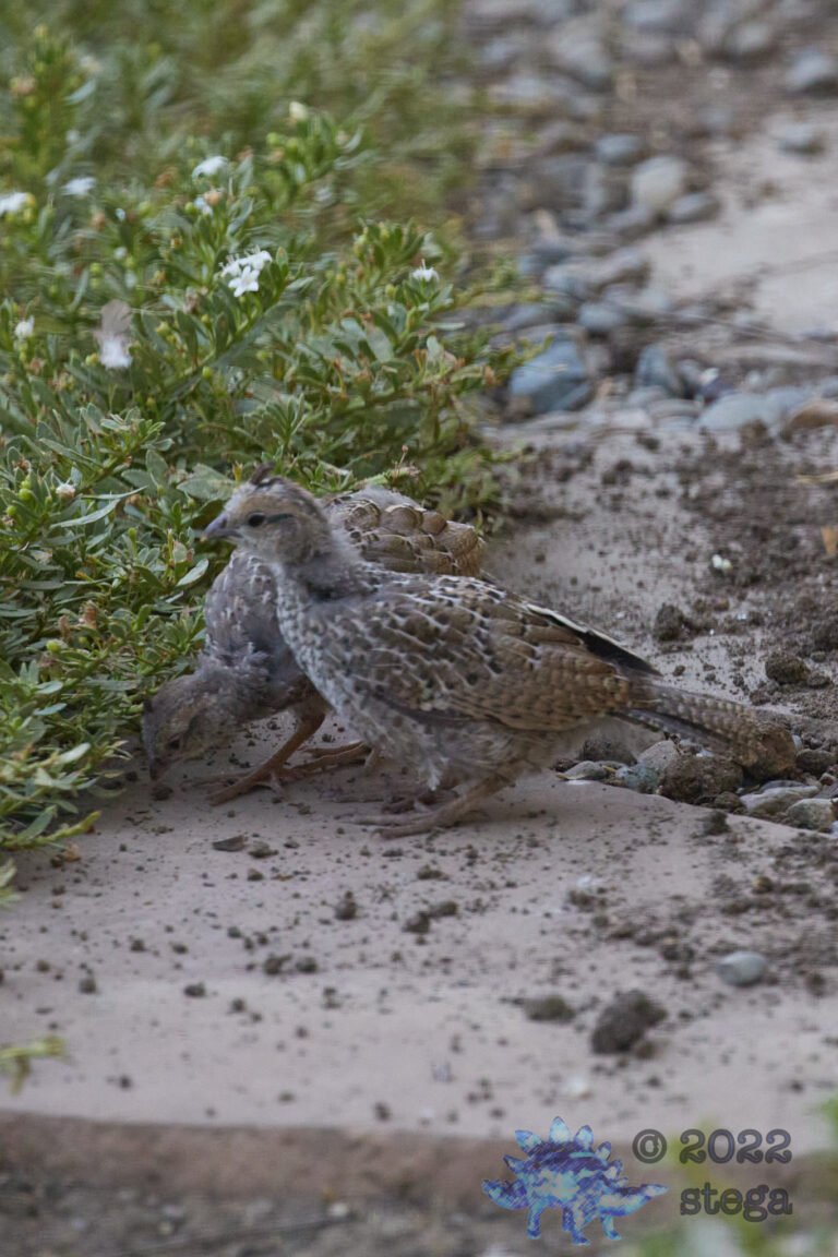 California Quail