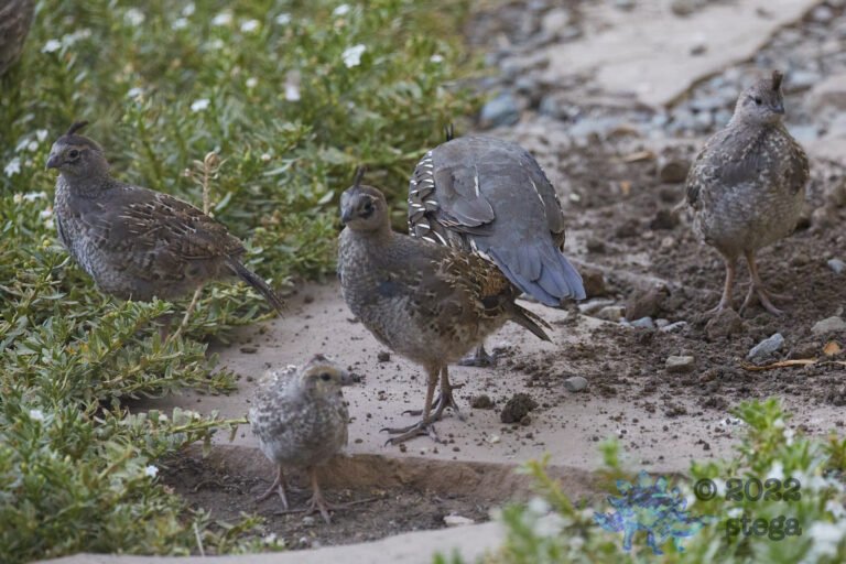 California Quail