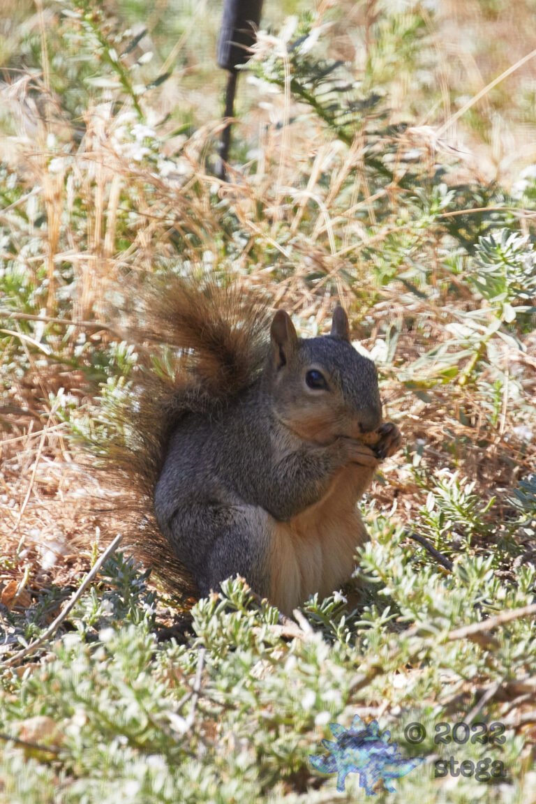 Fox Squirrel