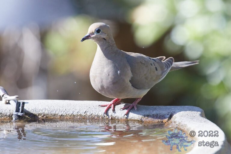 Mourning Dove