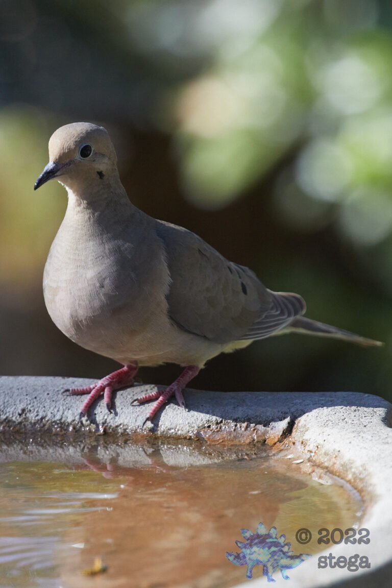Mourning Dove