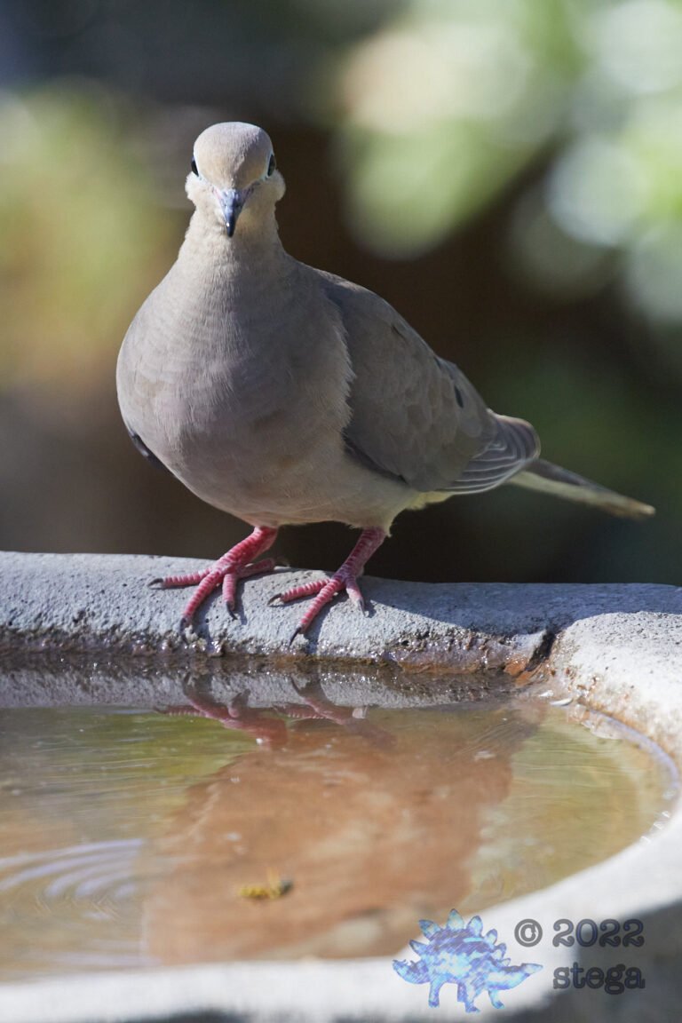 Mourning Dove