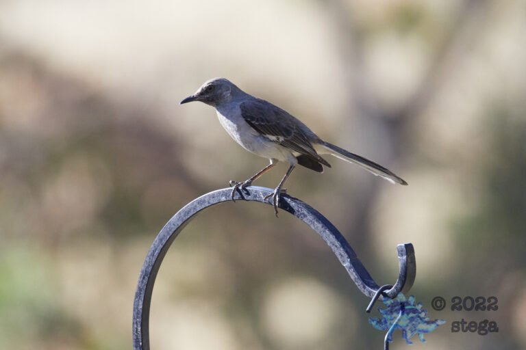Northern Mockingbird