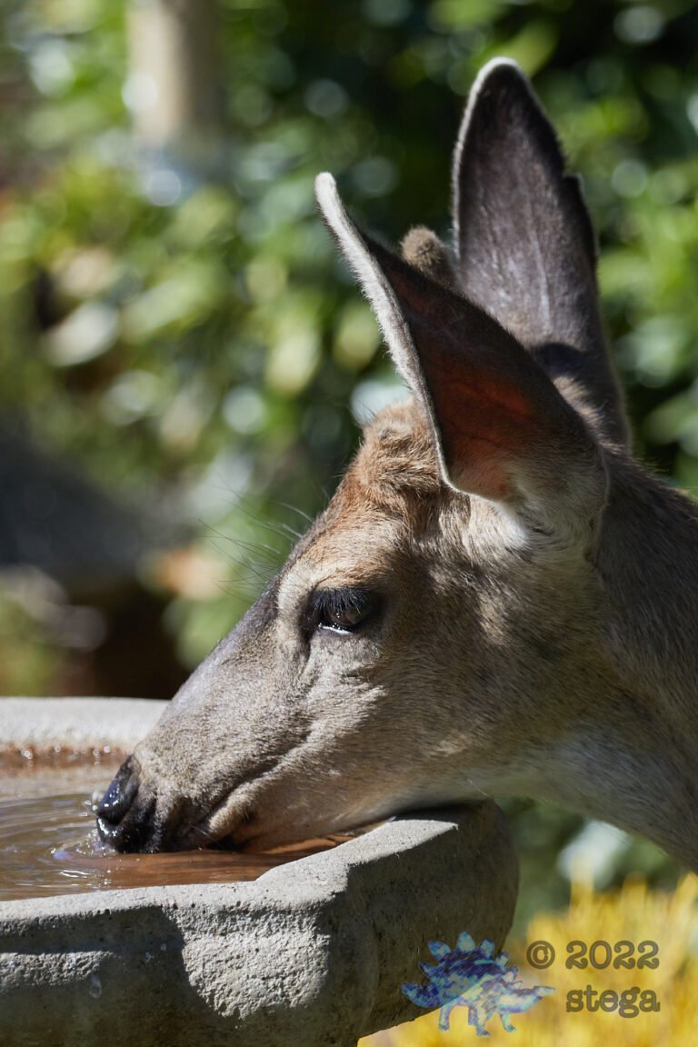 Mule Deer