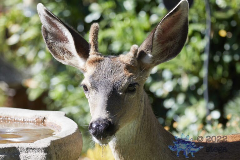 Mule Deer