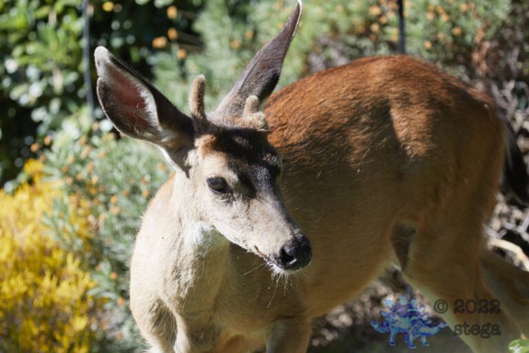 Mule Deer
