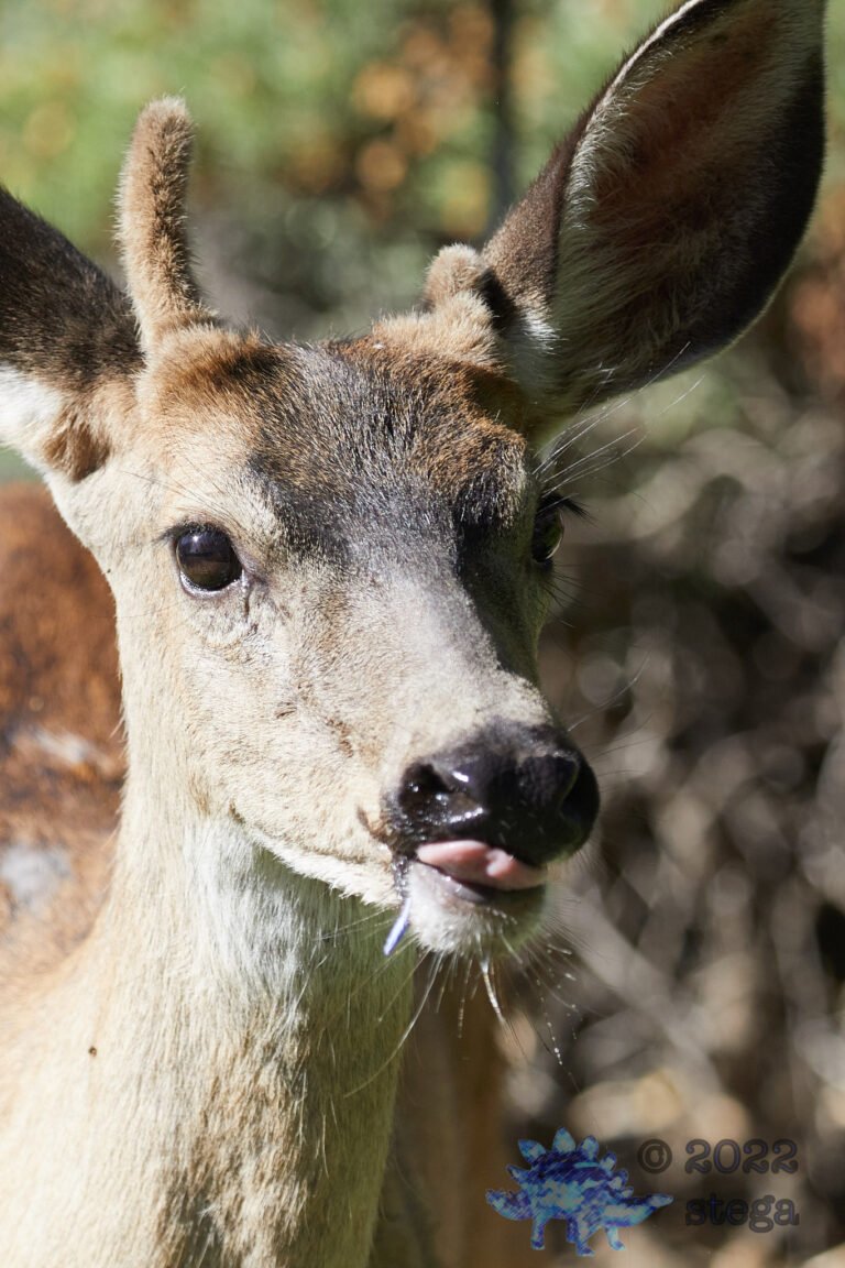 Mule Deer