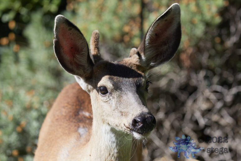 Mule Deer