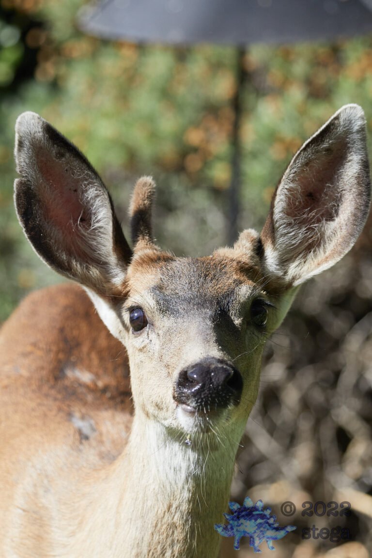 Mule Deer