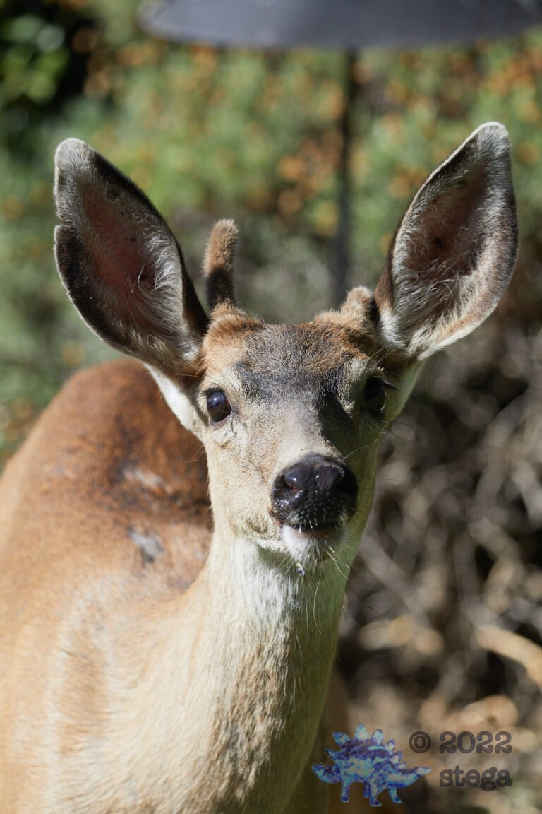 Mule Deer