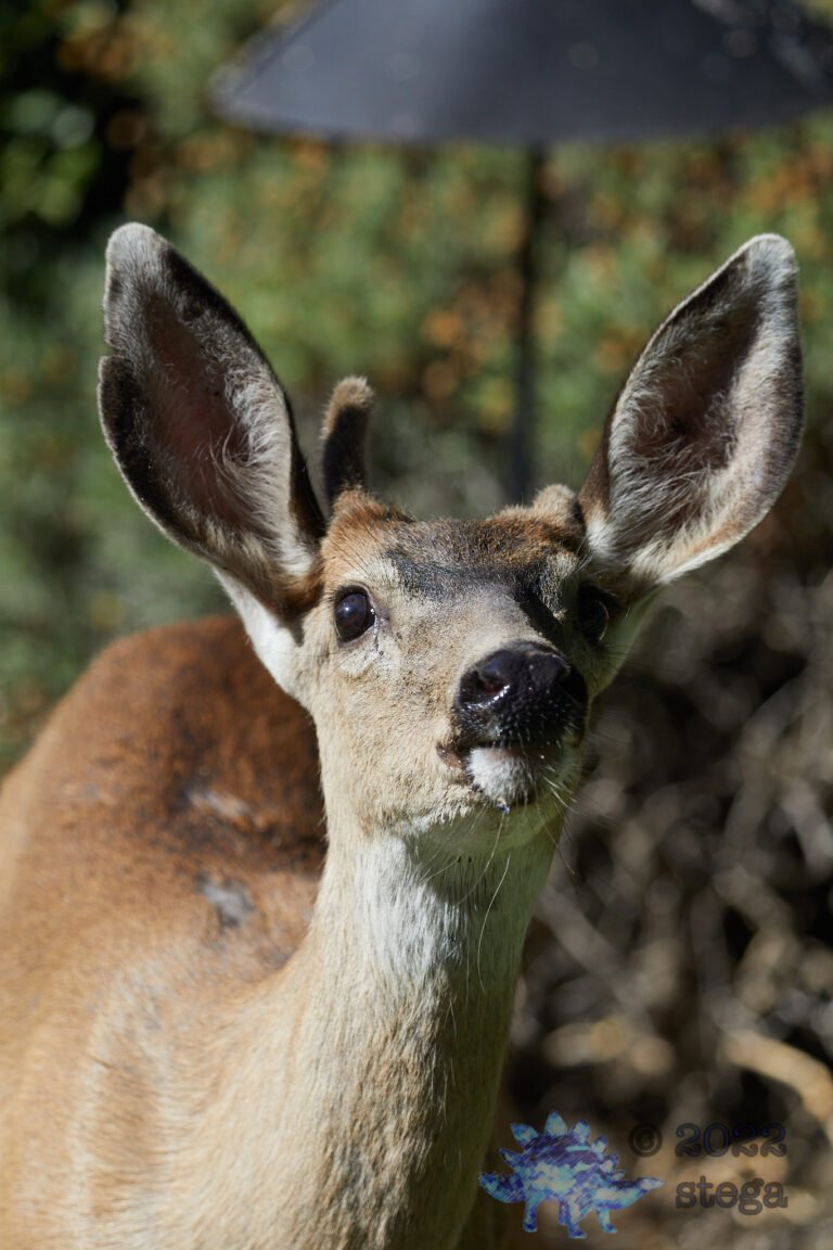 Mule Deer