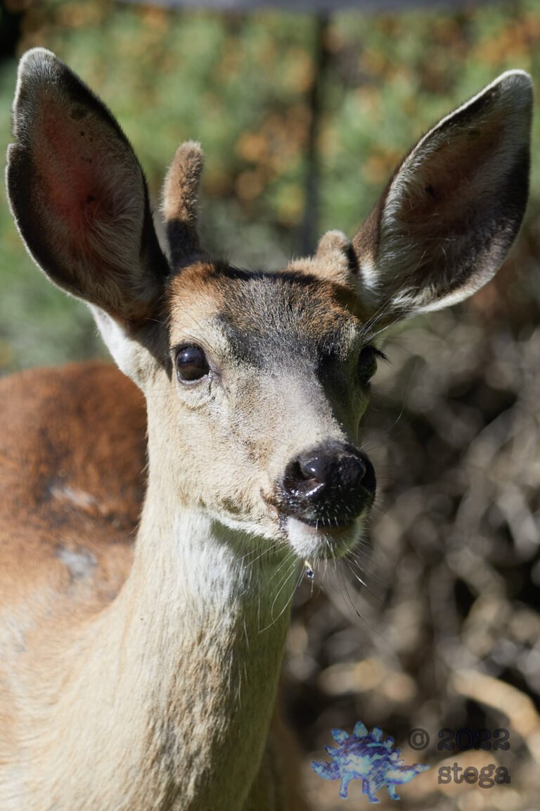 Mule Deer