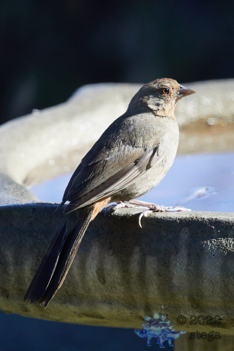 California Towhee