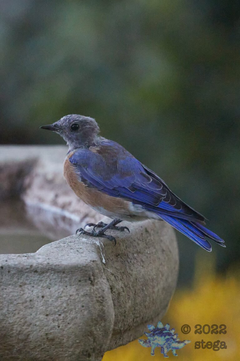 Western Bluebird