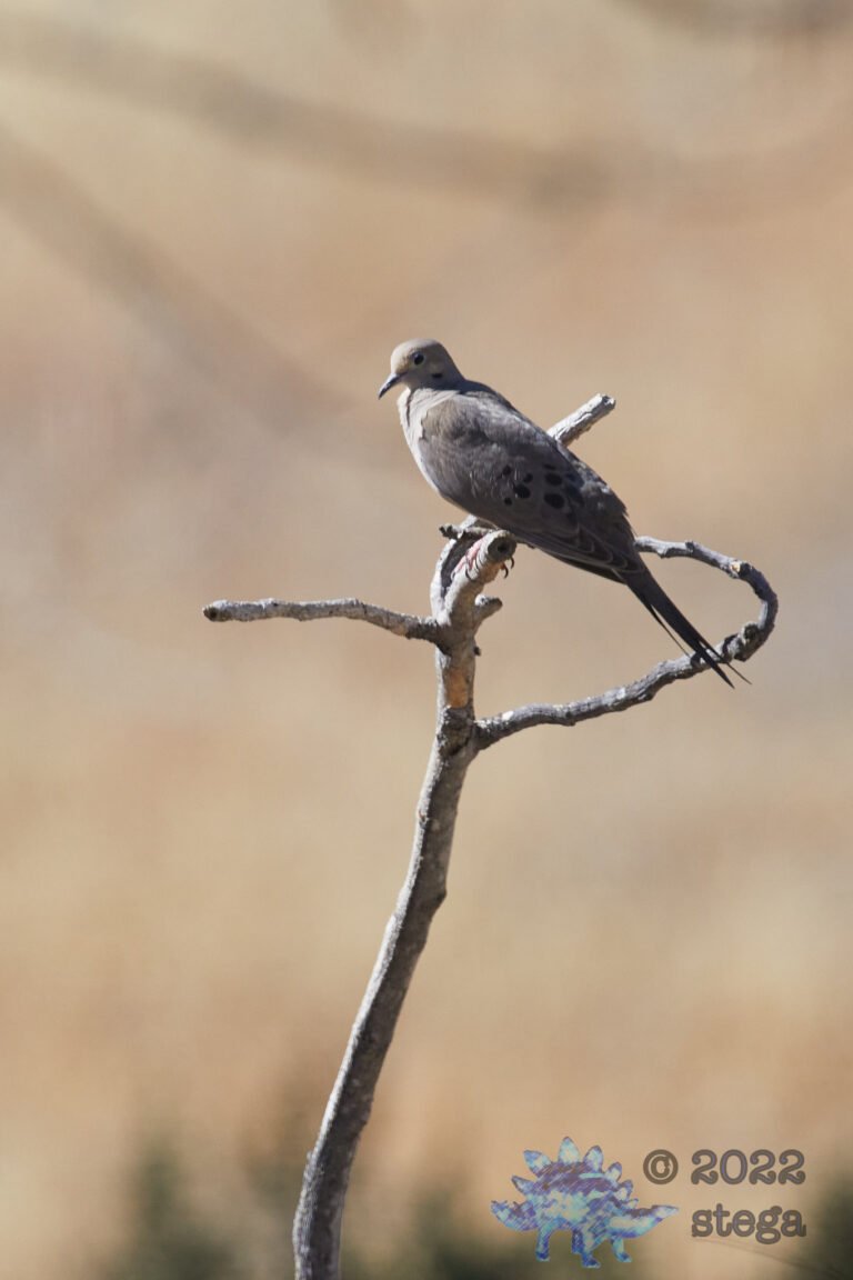 Mourning Dove