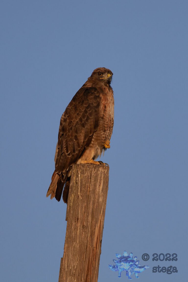 Red-Tailed Hawk