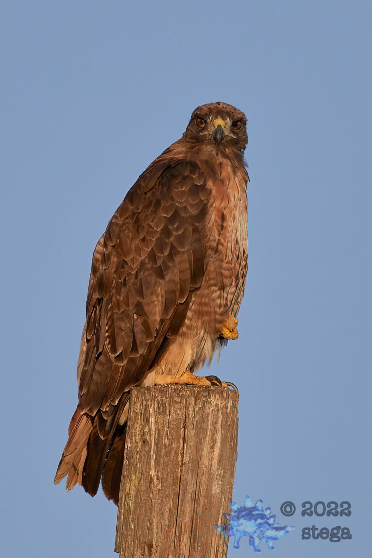 Red-Tailed Hawk