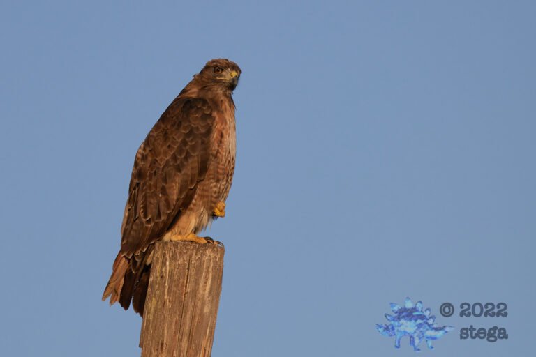 Red-Tailed Hawk