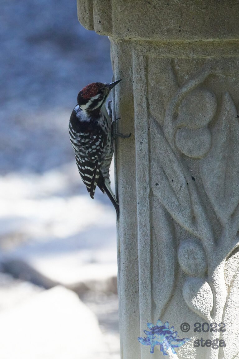 Nuttall’s Woodpecker