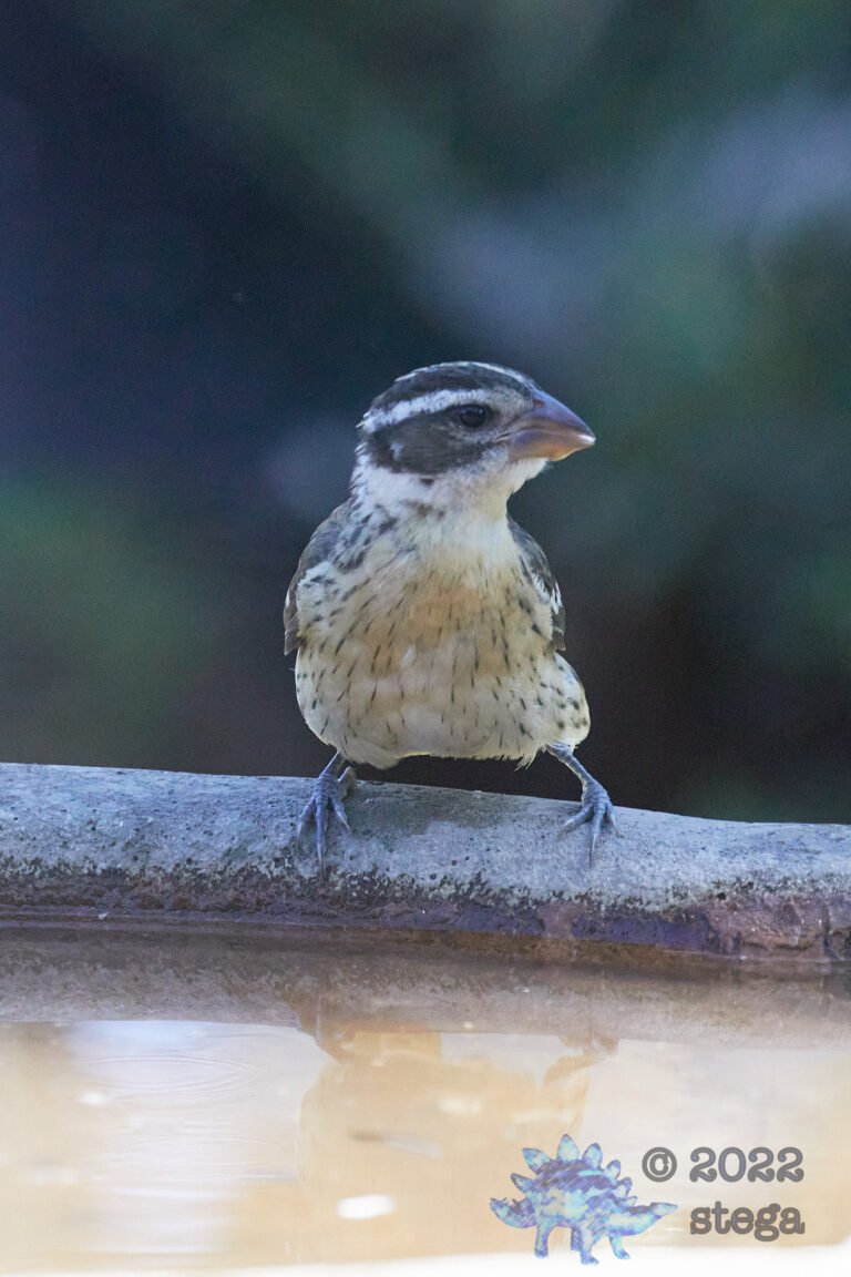 Black-Headed Grosbeak
